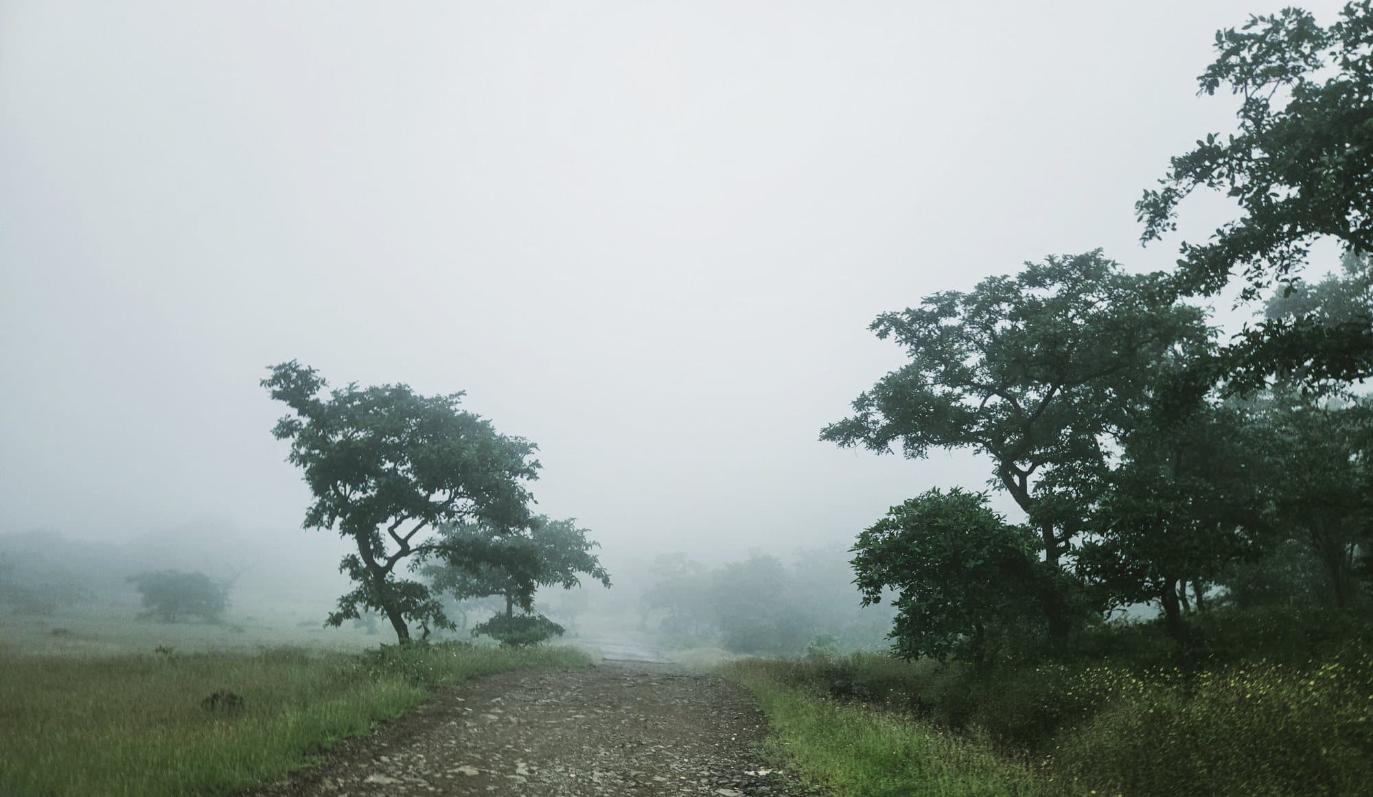 Mist over the forest road into Kodagu